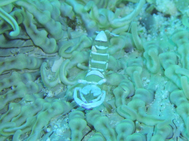 名前不詳のエビ。何て言うんでしょう？