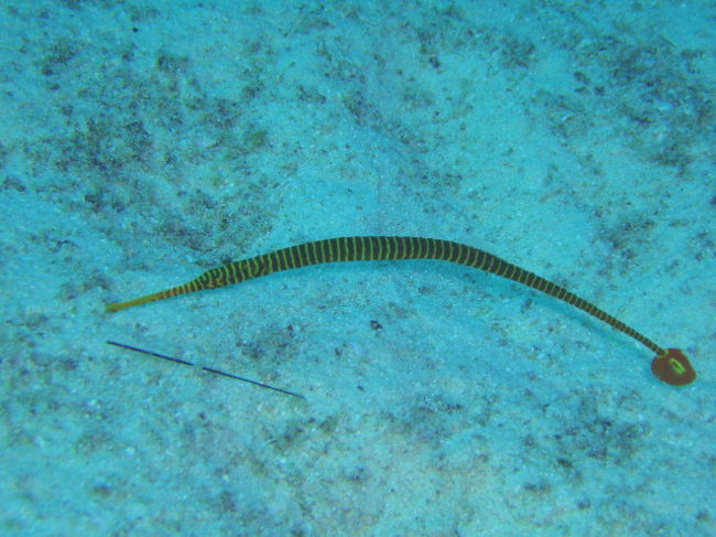 マルチバー。ペアで泳いでいました。