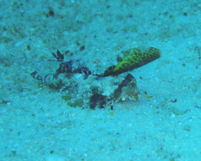 イッポンテグリ。初めて見ました。別の日に大人も見ました。Exotic House Reef 恐るべし。