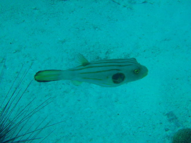 見たことの無い模様のフグです。あちこち沢山いて、触っても逃げないくらい近くまで寄って来ます。「日本の海水魚」という図鑑にも載っていません。