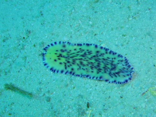 ヒラムシ。マラパスクアはヒラムシの宝庫でカラフルな見たことが無いようなものが沢山いました。