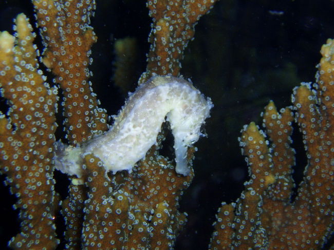 タツノオトシゴ。これもマラパスクアにはウジャウジャいます。ライトを当てるとすぐに泳いで逃げちゃいます。