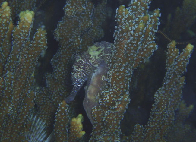 別の色のタツノオトシゴ。白、黒、黄色がメジャーな色みたいです。