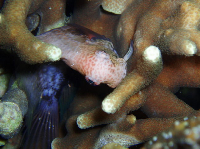 セダカギンポ。Light Houseでは今までナイトで見たことない魚を沢山見ました。クマノミなんかも普通にイソギンチャクの上で横になって寝ていました。