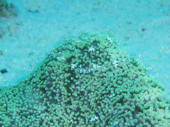 アカホシカクレエビの群れ。まさに群れというのがぴったりなくらい、1つのイソギンチャクに沢山乗っかっています。さらに水中に浮かんでいるのも沢山います。3種類くらいのエビが1つのイソギンチャクで共存していたりもします。