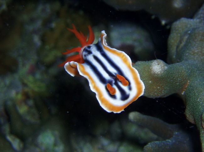 コールマンウミウシの仲間？