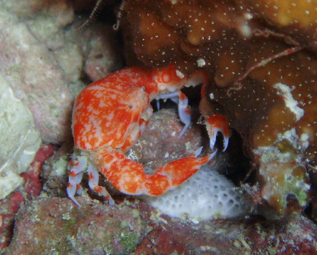 見たことないきれいなカニ。