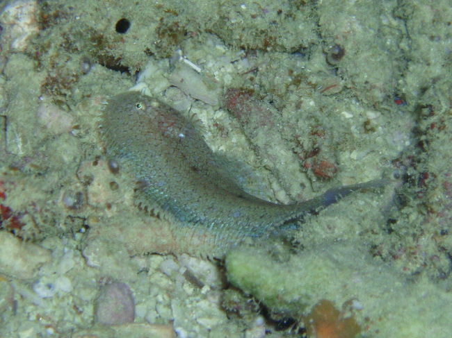 ヒラメ。ナイトでヒラメ見たの初めてです。