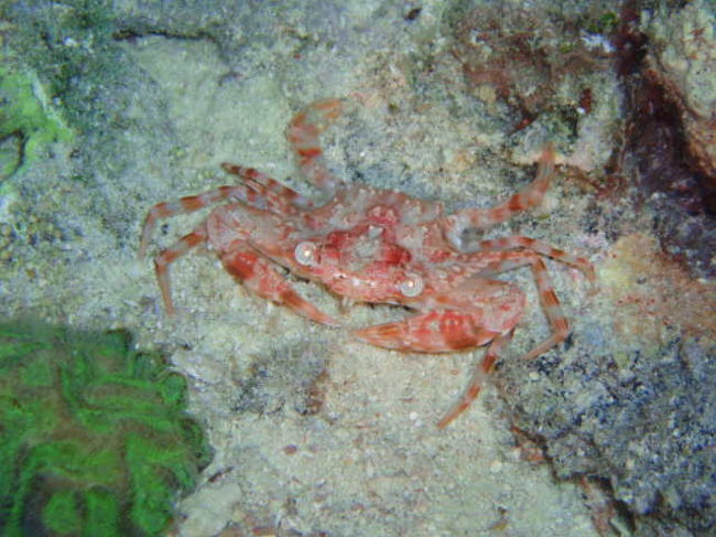 いろんな種類のカニがいっぱいいました。