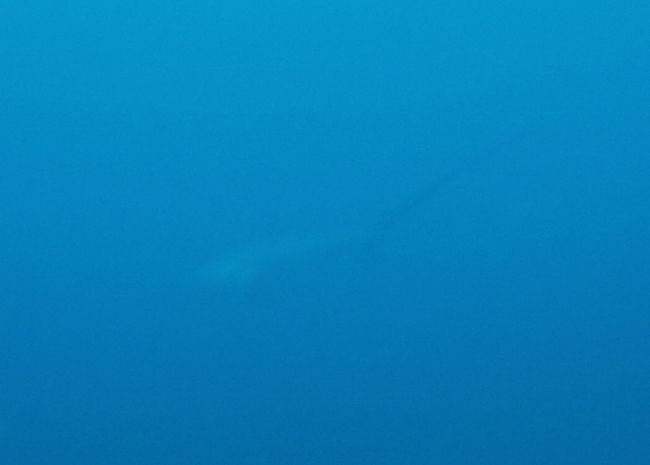 早朝ダイブの Monad Shoal で。一応ニタリですが、遠いし透明度悪いし肉眼でもよく見えませんでした。