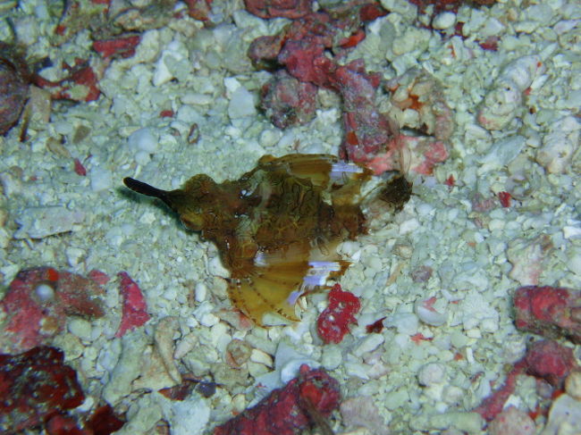 ウミテング。Monad Shoal はニタリ以外もウミテング ポイントとも言えます。