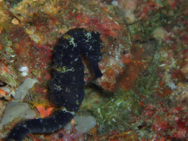 昼間デイトリップで行ったGato Island。ここもタツノオトシゴが沢山いました。