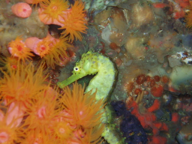 別の個体で黄色いタツノオトシゴです。珊瑚がきれい。