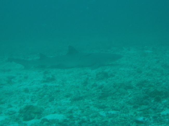 Gato はトンネルがいっぱいある地形ポイントで、穴の中にかなり大きなネムリブカが寝ています。こいつは、普通の砂地に寝ていました。私達が近寄ると、こいつにくっついているコバンザメのほうがかなりあせってて、こいつはかなり近づくまで気づきませんでした。