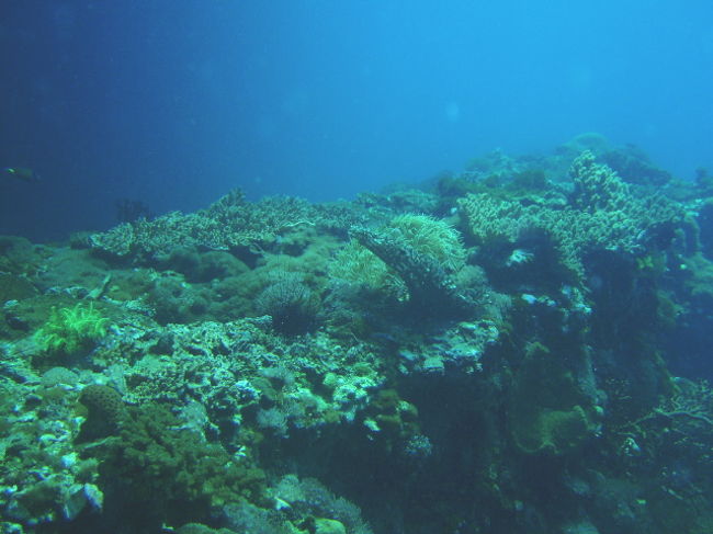 Gato はソフトコーラルがすごくきれいなポイントです。島の周りを流れに乗ってドリフトして、たまにトンネルをくぐったりする地形ポイントです。