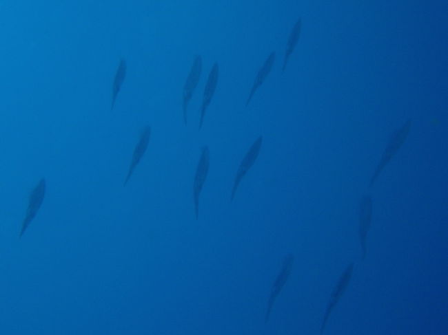 イカの群れ。小さなイカです。イカフライになってレストランでも食べましたが、一匹まるごと使ってもちょっとしかありませんでした。