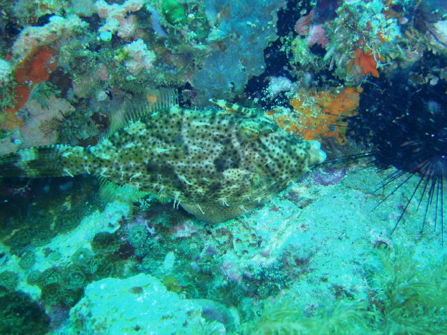ヒゲハギ。初めて見ました。House Reef でも見たので、マラパスクアではよくいる魚なんでしょう。