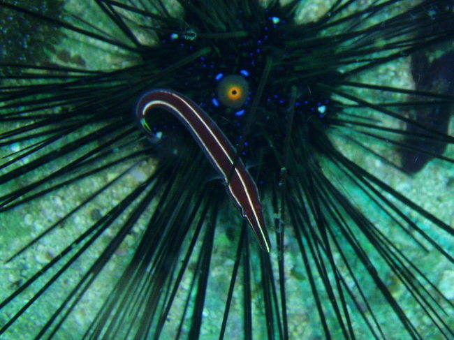 ハシナガウバウオ。これもかなり沢山います。日本と違ってガンガゼが昼間から外に出てて、そのそばにたくさんいます。