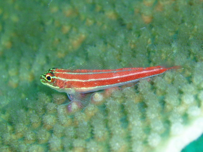 ベニハゼの一種。今回あまりハゼは撮りませんでした。よく移動するので、あんまりハゼを撮っている暇が無かったんです。