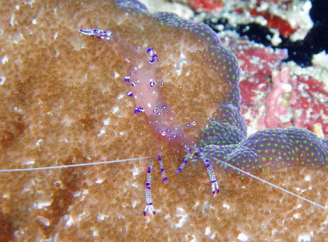 Periclimenes Sagittiferという学術名のエビです。すごいきれいで、ヨーロッパ人マクロ派も張り付いて撮っていました。