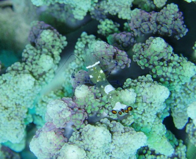 イソギンチャクエビ。住み着いているイソギンチャクがすごいきれいです。
