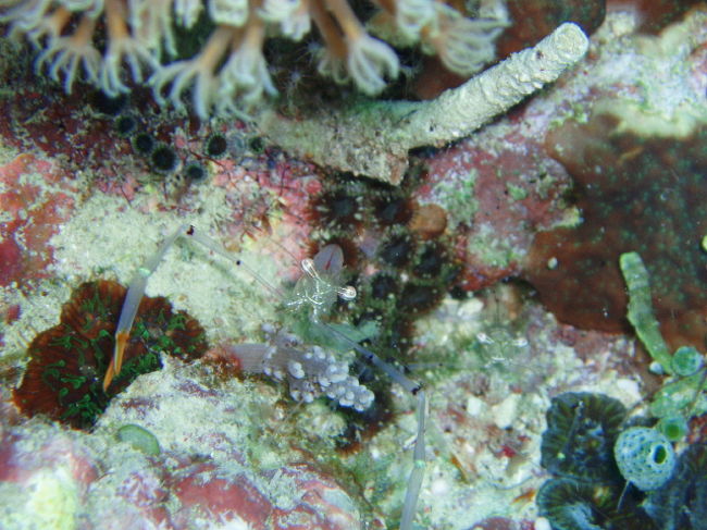 オシャレカクレエビ。マラパスクアのエビはあんまり隠れません。結構写真撮り放題です。