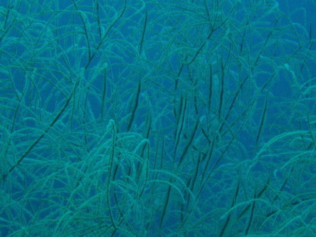 ヘコアユの群れ。ものすごい数で、フワフワユラユラ浮いていました。