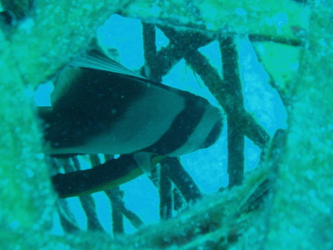 ワナにはまったツバメウオ。漁師が捨ててしまった魚を取る仕掛けが結構海に落ちてて、その中に出られなくなった魚が結構入っていました。