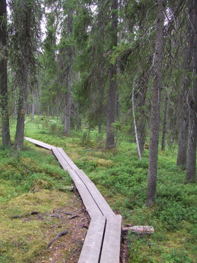 Day 50/オウル（フィンランド）<br />●先に来てたコルム（東京在住）と3人でハイキング。というより道に迷ってた？7時間。トナカイがうろうろ。ベリー食べ放題。(8/7)<br />
