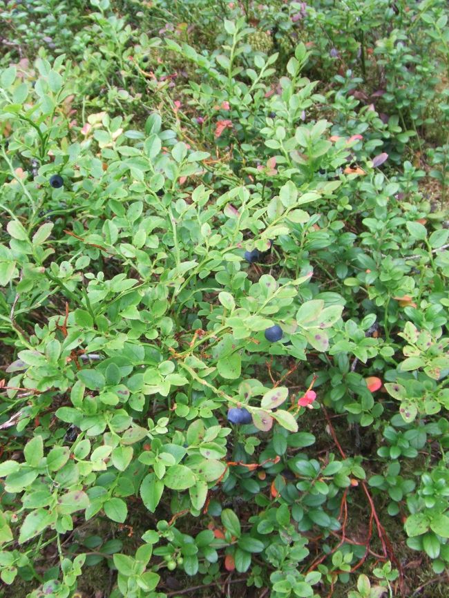 足元にずーーーーっと続くブルーベリー。