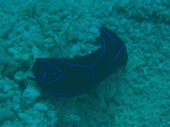 ヒラムシの一種。1本目の安全停止中の砂地にたくさんいました。蛭みたいに這いずり回ってて結構気持ち悪かったです。色はきれいなんだけど、歩き方がねー。