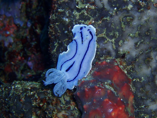 ミゾレウミウシ。この系統のウミウシは少なかったです。