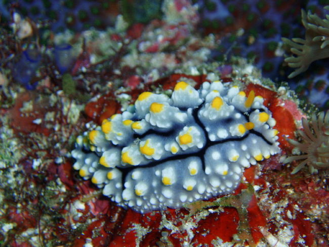 タテヒダイボウミウシ。これ以外にもアミメイボウミウシもいっぱいいました。