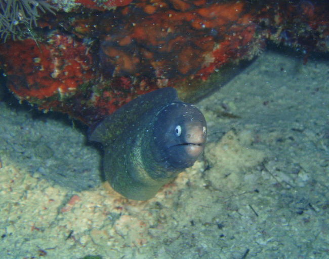 ドクウツボ。ガイドが指す穴の中には、やっぱりこいつが。ウツボを見つけても日本人は呼ばないでね。