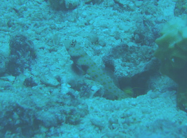 ヤマブキハゼ。意外にも見たことありません。今回一緒に潜った外人もほとんどマクロ派でしたが、ハゼはヨーロッパ人に人気無いみたいです。