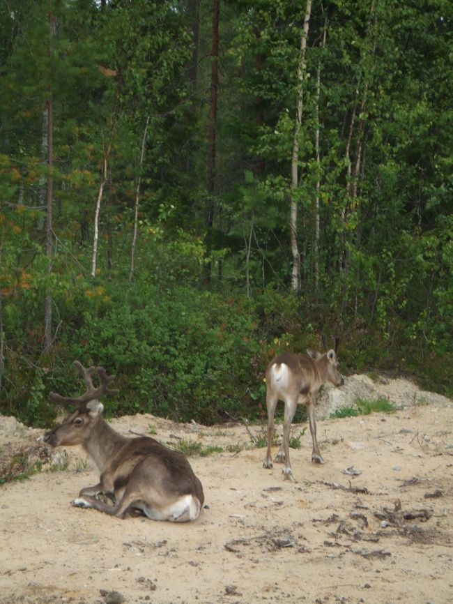 トナカイ遭遇。<br />フィンランドの自動車免許試験ではトナカイが飛んでくるらしい。<br />カードボードで作ったトナカイ飛ばして反射神経テストをするんだって。