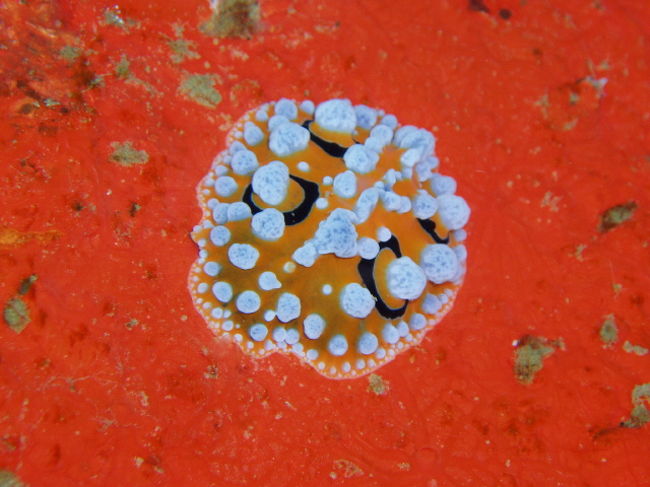 4日目の1本目は、第二次世界大戦中に沈んだ日本の船、オガタ丸が沈むTapilon Wreckに行きました。<br />船の側面にくっついたキイロイボウミウシです。バックの赤がきれい。