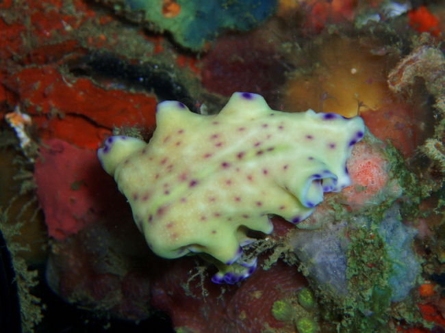 ヒラムシの一種。ウミウシみたいにきれいですね。