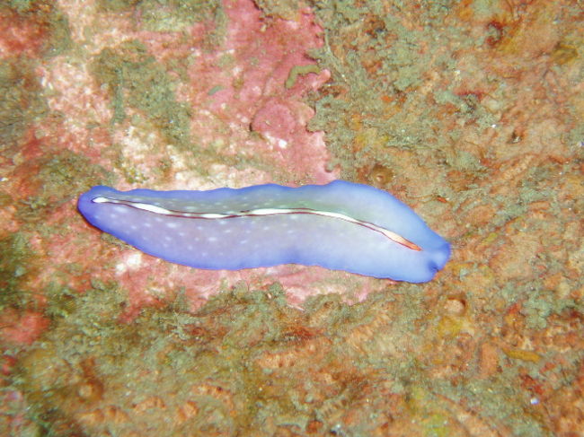 ヒラムシの一種。こっちもきれい。なんでヒラムシって名前ついていないのかな？