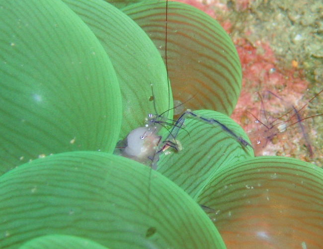 バブルコーラルシュリンプ。このエビがいそうなイソギンチャクがたくさんありましたが、エビはほとんど見つかりませんでした。