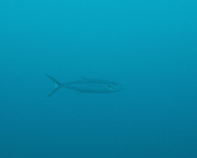 4日目の2本目はマンタ狙いでMonado Shoal に行きました。結局マンタは見れませんでした。<br />そこでみたニショウサバ（？）らしくサバです。