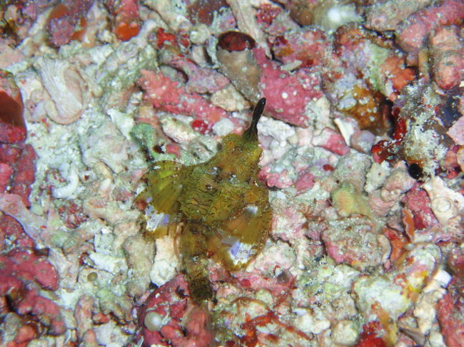 ウミテング。マンタが出ないので、ガイドのTonが見つけて見せてくれました。<br />マンタ狙いは一つの根でただひたすら待つため、あちこち動くニタリ狙いよりも、ハズした場合苦痛が大きいです。一緒に潜ったドイツ人のJuliaはこのポイントにもう潜りたくないと言っていました。