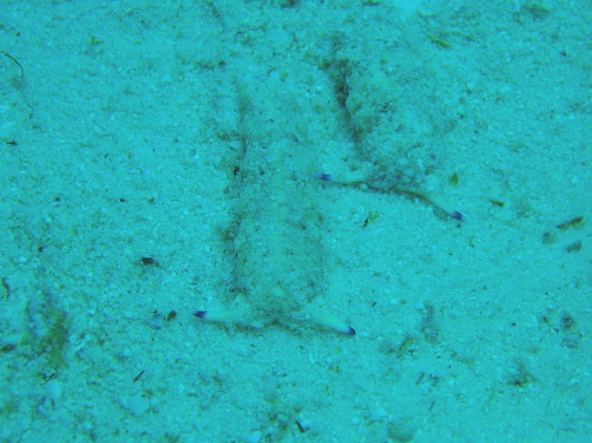 5日目の1本目は再び House Reef へ。<br />これは砂地を這っているヒラムシの一種です。触角があるから、ウミウシかな？でも歩き方がヒラムシっぽくて気持ち悪かったです。