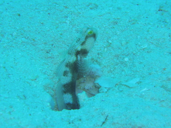ギンガハゼ。House Reef で最も多いハゼがギンガハゼです。