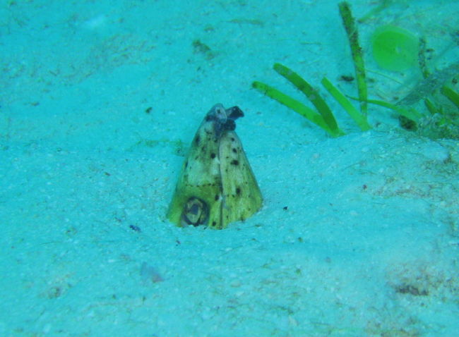 ホタテウミヘビ。黄色くてきれいだから、最初違う魚かと思いましたが、どうみてもただのホタテウミヘビです。