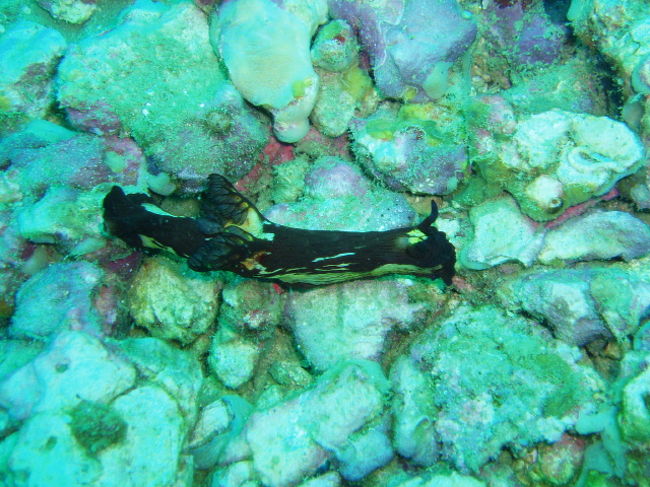 リュウグウウミウシの一種。マラパスクアで最も頻繁に見るウミウシがリュウグウウミウシの類です。サガミリュウグウウミウシと似たのが一番多かったです。