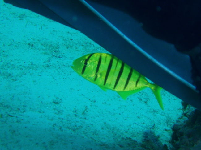 コガネシマアジ。エントリー直後からエクジットまでずーっとついてきました。私達がいなくなったら誰（何）につくのかな？