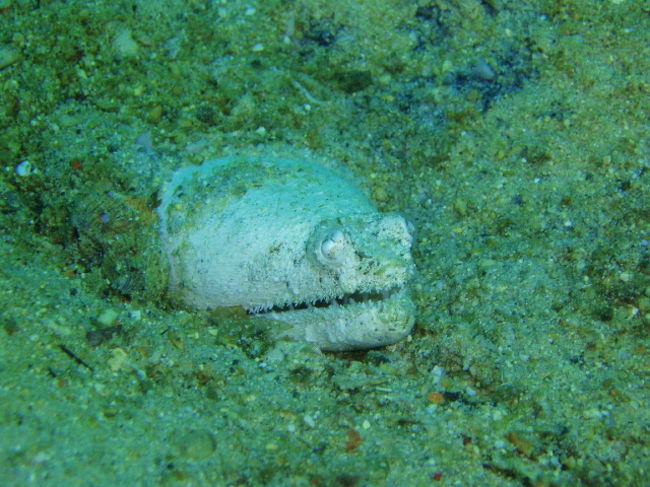 ムラサキウミヘビ。伊豆でも見れそうですが、今まで見たことありません。じっとしていてビクりともしませんでした。