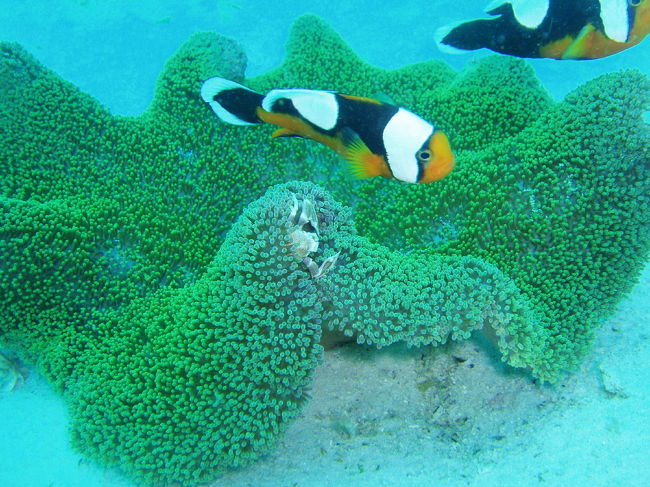 トウアカクマノミ、アカホシカニダマシ、イソギンチャクエビの群れ。どのイソギンチャクもこんな風にとってもにぎやかです。