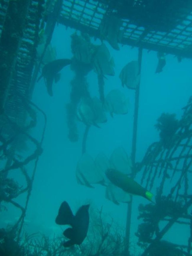 アカククリの群れ。今回どこに潜っても水が温かいせいか、後半はカメラのハウジングが曇ってしまい、何を撮っても白っぽくなってしまいました。次来るときは乾燥剤必須ですね。